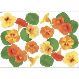 Sticker décoratif autocollant, belle capucine en photo réalistes, x2, 21,9 cm x 29,7 cm - Orange