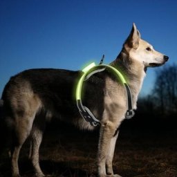 Harnais pour chien led harnais de chien Chiens Lumineux usb Harnais pour chiots Réglable Harnais de