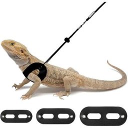 3 pièces harnais et laisse de dragon barbu réglable (s, m, l) laisse de reptile en cuir souple