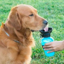 Shop-story - dogwater - Bouteille abreuvoir pour chiens