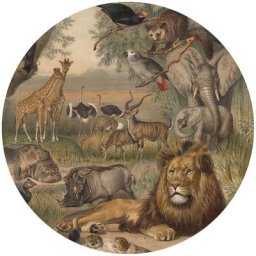 Papier peint cercle Animals of Africa 142,5 cm Wallart Marron