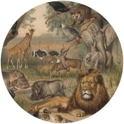 Papier peint cercle Animals of Africa 190 cm Wallart Marron