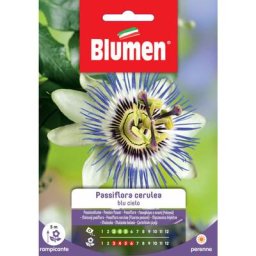 Graines de passiflora cerulea blue sky Blumen