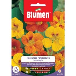 Graines capucine grimpante Blumen