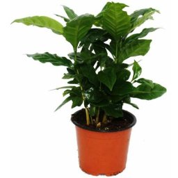 Exotenherz - caféier - Coffea arabica - 1 plante - facile d'entretien - purificateur d'air - pot