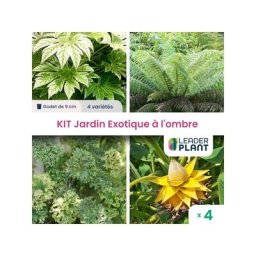 Kit Jardin Exotique à l'Ombre - 4 variétés - Lot de 4 plants en godet
