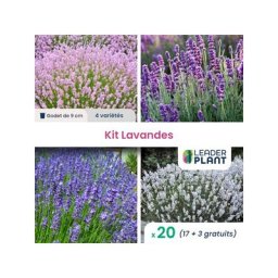 Collection de lavande - 4 variétés - Lot de 20 plants en godet