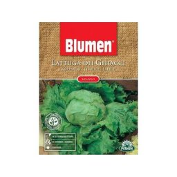 Graines de laitue iceberg bio