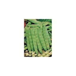HARICOT COCO NAIN BLANC PRECOCE - 150 g