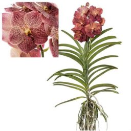 Plant In A Box - Vanda Leopard Coral - Orchidée tropicale - Orchidée en fleur - Hauteur 80-90cm