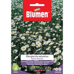 Graines De Marguerite Sauvage Blanche De Blumen Meadows