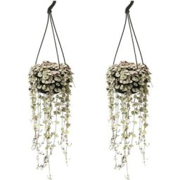 Plant In A Box - Ceropegia Woodii - Set de 2 - Lanterne Chinoise - Pot 14cm - Hauteur 10-20cm