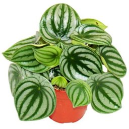 Exotenherz - Peperomia argyreia Watermelon - pastèque poivre nain - dans un pot de 12cm