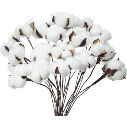 Lot de 20 boules de coton séchées en coton blanc avec bâton - Parfait pour les couronnes,