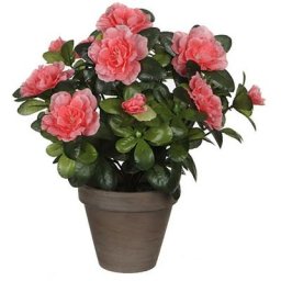 Azalea pêche artificielle en pot gris ø11,5cmx27xø20cm