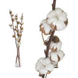 3 Pack Fleurs de Coton Sechee Naturelle Fleurs Sechees Tige Coton Fleur Naturel Fausses Branches