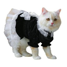 Tenues pour chats uniquement vêtements pour chiens robe noire costume pour animaux de compagnie