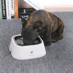 Distributeur d'eau pour chiot bol d'eau antidérapant pour chien bol à boire pour animaux de