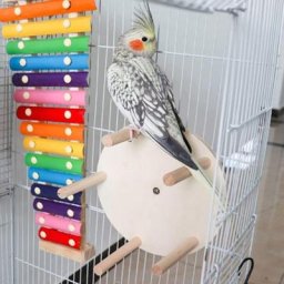 Support de perroquets multifonctionnel K5DC jouet de roues à Branches pour Conure lovebird
