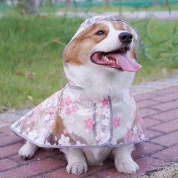 Imperméable coupe-vent transparent pour chien imperméable pratique pour chien facile à nettoyer
