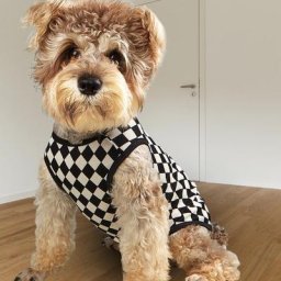Chemise à manches courtes pour animaux de compagnie protection de la peau motif à carreaux