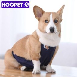 Bandeau de ventre respirant et confortable pour chiens vêtements de salle de bain utT vêtements