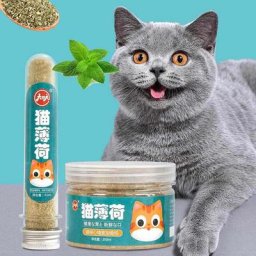 Herbe-aux-chats fraîche et puissante saveur de plante naturelle favorise la Digestion exercice