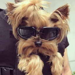 Lunettes pour Chiens Lunettes de Soleil Anti-UV pour Chien,Lunettes pour Animaux de Compagnie avec