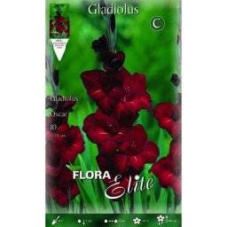 Glaïeaux à grandes fleurs oscar (lot de 10 bulbes)