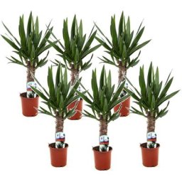Plant In A Box - Yucca Elephantipes - Set de 6 - Pots 14cm - Hauteur 50-60cm