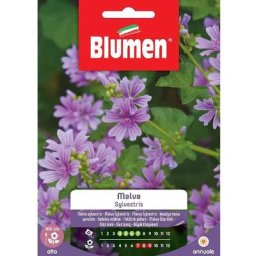 Graines de mauve sylvestris Blumen