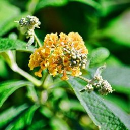 Arbre à Papillons 'Sungold' (Budleia Wereriana 'Sungold') - Godet 9cm