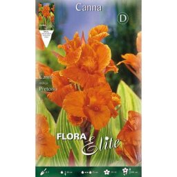 Canne pretoria à feuilles vertes (lot de 1 bulbe)