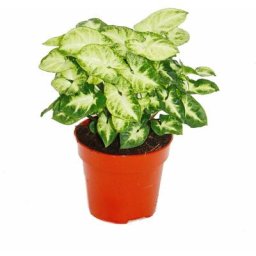 Exotenherz - Purple Tute - Syngonium Pixie - 1 plante - facile d'entretien - purificateur d'air