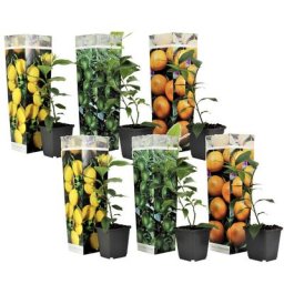 Plant In A Box - Citrus Mix - Set de 6 - Agrumes - Pot 9cm - Hauteur 25-40cm