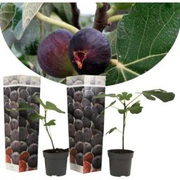 Ficus Carica - Set de 2 - Figuier rustique - Pot 9cm - Hauteur 25-40cm
