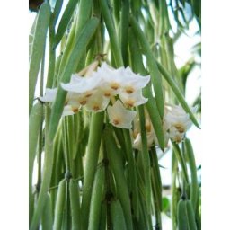 Vase À Fleurs En Cire Hoya Linearis 14cm