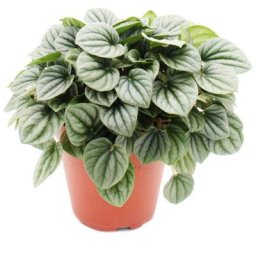 Exotenherz - Peperomia caperata Moonlight - poivre nain gris - en pot de 15cm