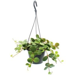 Exotenherz - Plante d'intérieur à accrocher - Peperomia tetraphylla - poivron nain à suspendre
