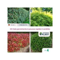 Kit Haie Persistante à pousse rapide – 4 variété Lot de 4 plant en pot de 1L pour une haie de 3m