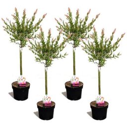 Plant In A Box - Salix 'Flamingo' - Set de 4 - Saule crevette - Pot 17cm - Hauteur 60-80cm