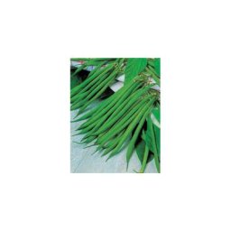 HARICOT NAIN IRAGO - 750 g