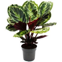 Exotenherz - Plante d'ombre à motif de feuilles inhabituel - Calathea Medailon - pot de 14cm