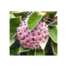Vase à fleurs en cire hoya krimson queen 12CM