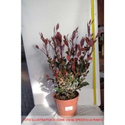Photinia nain en pot 17CM