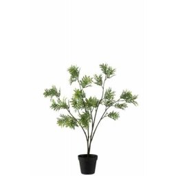 Mimosa En Pot Plastique Vert - Vert