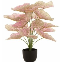 Caladium en pot plastique clair rose/vert h. 57 cm - Rose