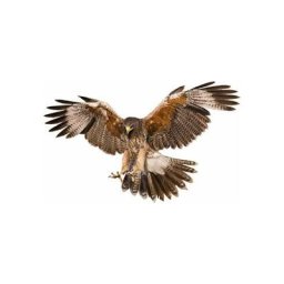 Autocollant Aigle Volant, Autocollant de Voiture Animal Aigle 3D Autocollants de décoration de