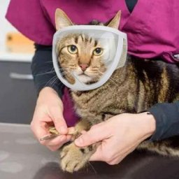 Blue Dream - Muselière pour Chat avec Maille Respirante Muselière en Maille pour Chat pour éviter