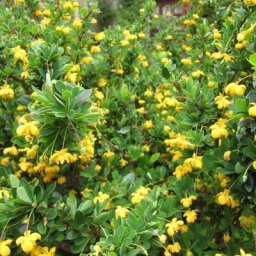 Vase buxifolia nain berberis 14CM